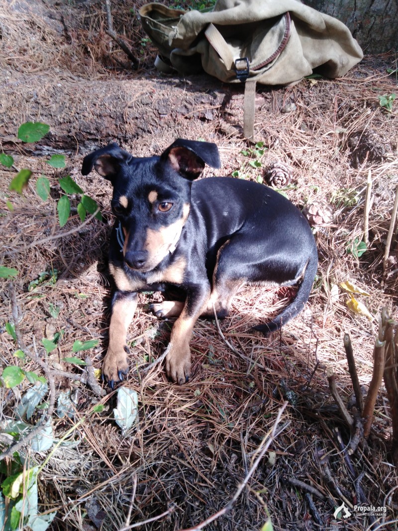 Потерялась собака