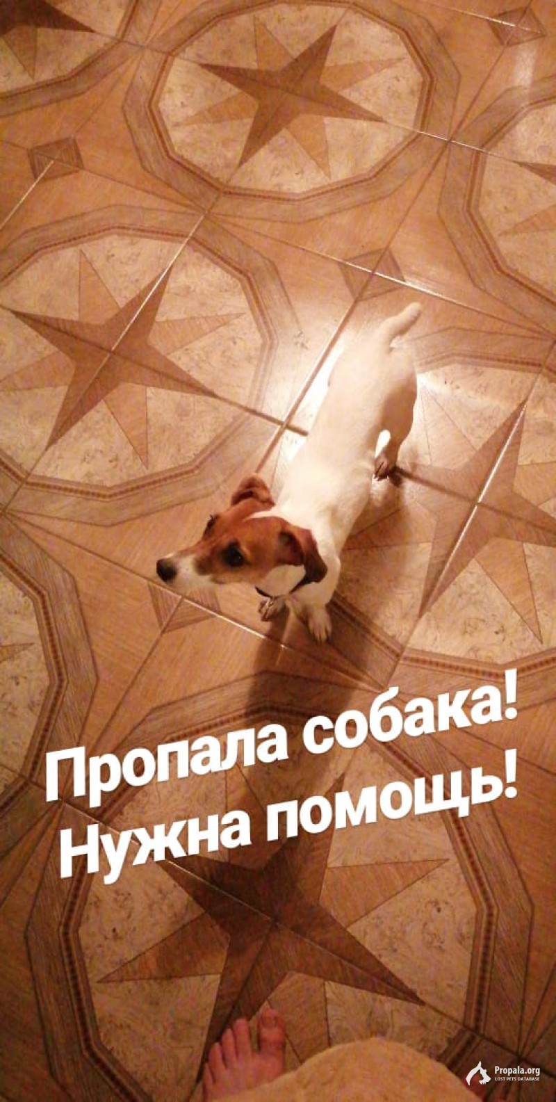 Пропала собака Мытищинский р-н