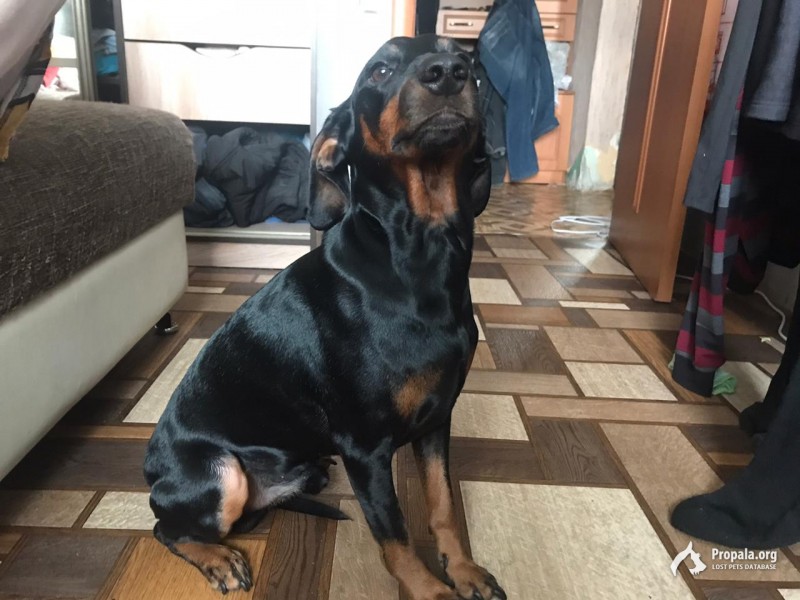 Потерялась собака