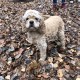 Найдена собака в Подольске, мкрн Южный