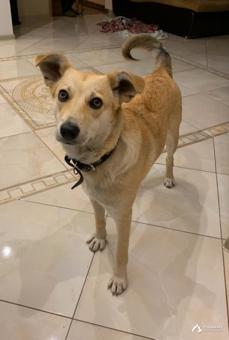 Нашли пёсика - отдадим добрым людям...