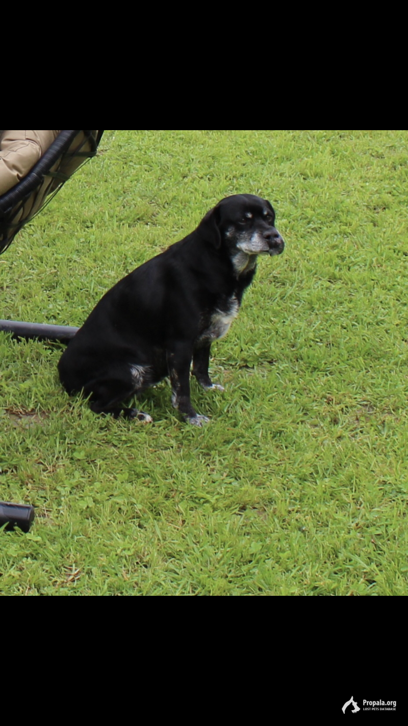 пропала собака