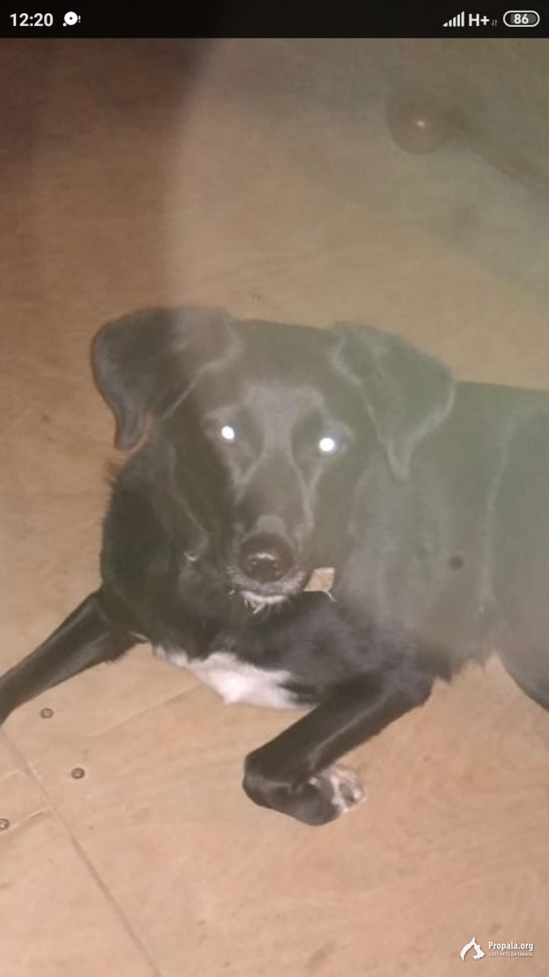 Пропала собачка- инвалид (эпиллепсия)