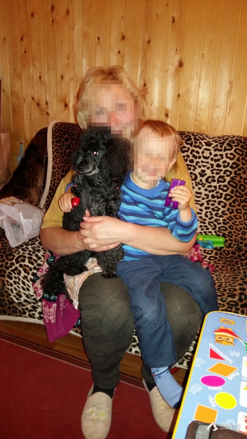 Потерялся чёрный карликовый пудель.
