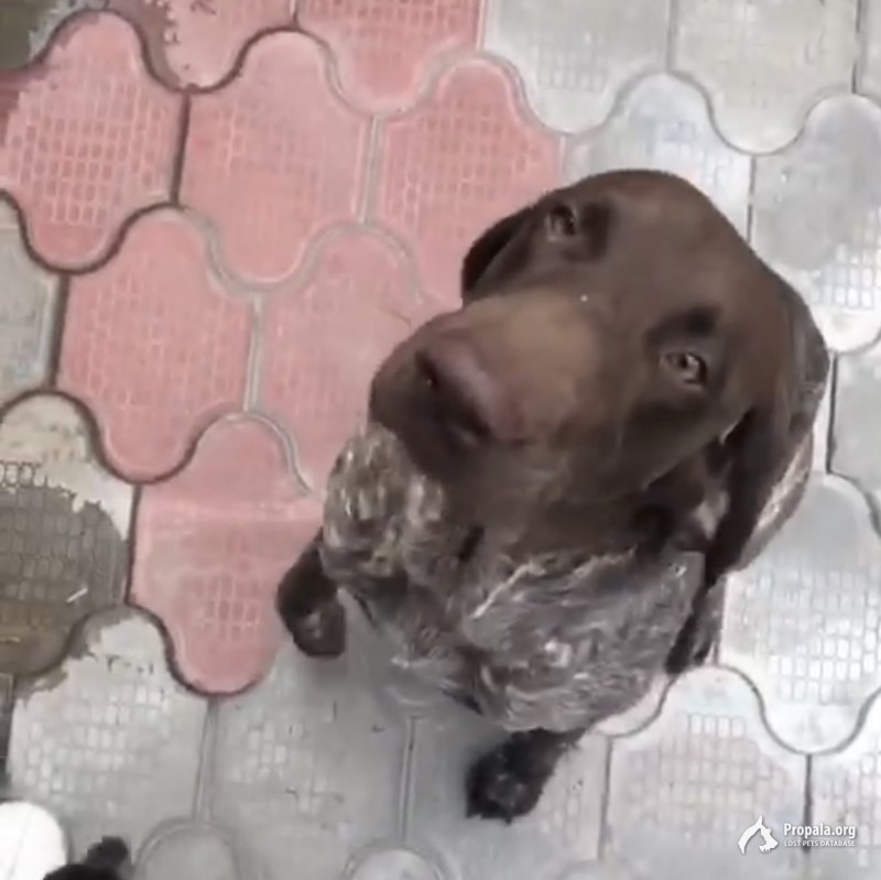 Потерялся Курцхаар