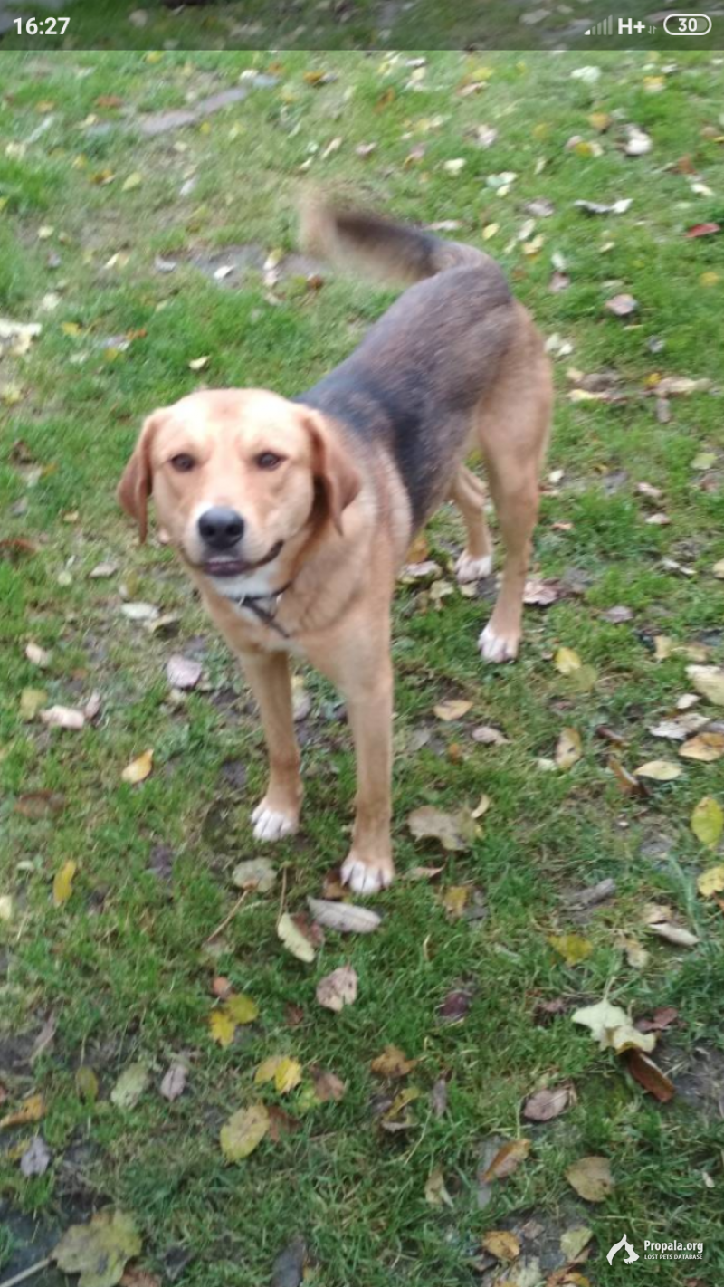 Пропала собака
