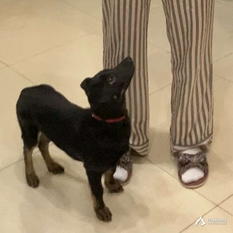 Сбежал щенок 14 ноября в Коломне