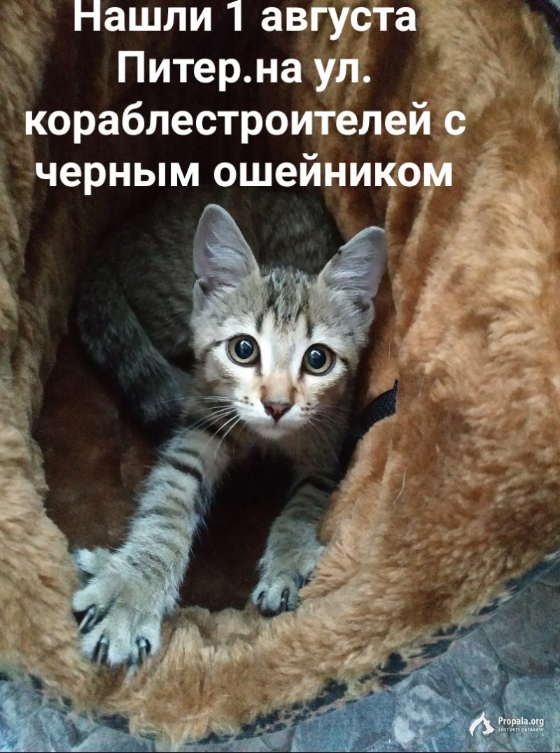 Найден котёнок! Очень ласковый