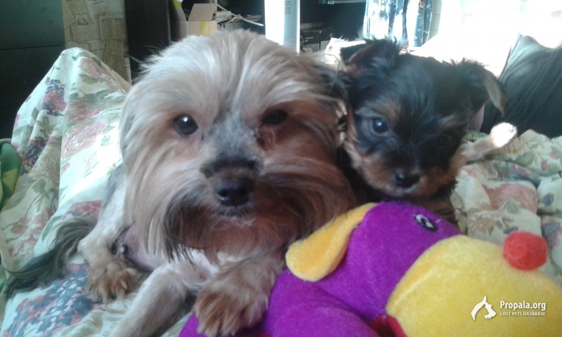 Люди,помогите найти собаку!!