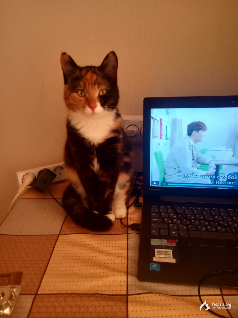 Пропала кошка!