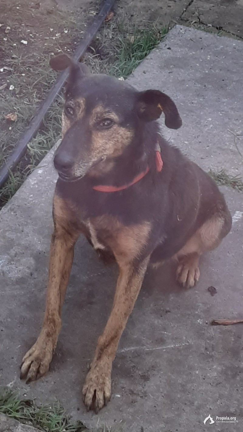 Пропала собака