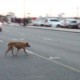Обнаружена собака в районе Республики 6 - Ленина 2А