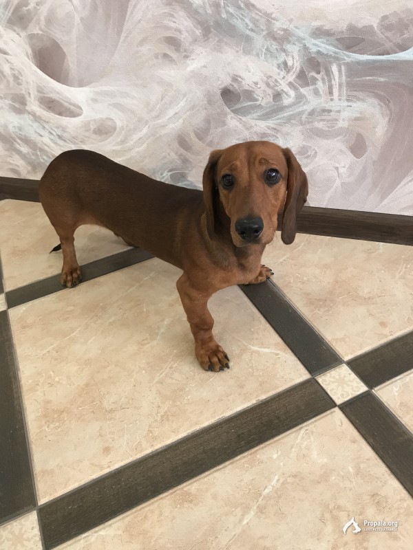 Найдена такса кобель