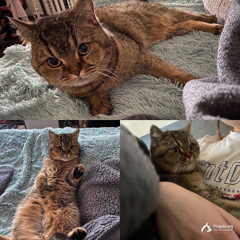 ПРОПАЛА КОШКА