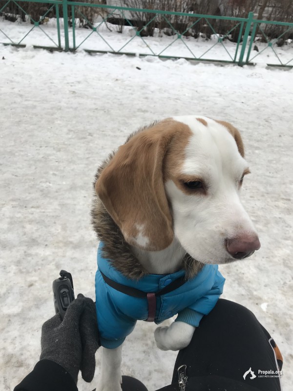 Потерялась собака!!