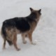 Найдена овчарка