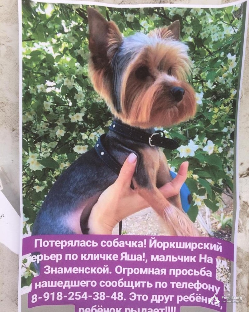 Пропал кобель Йорка
