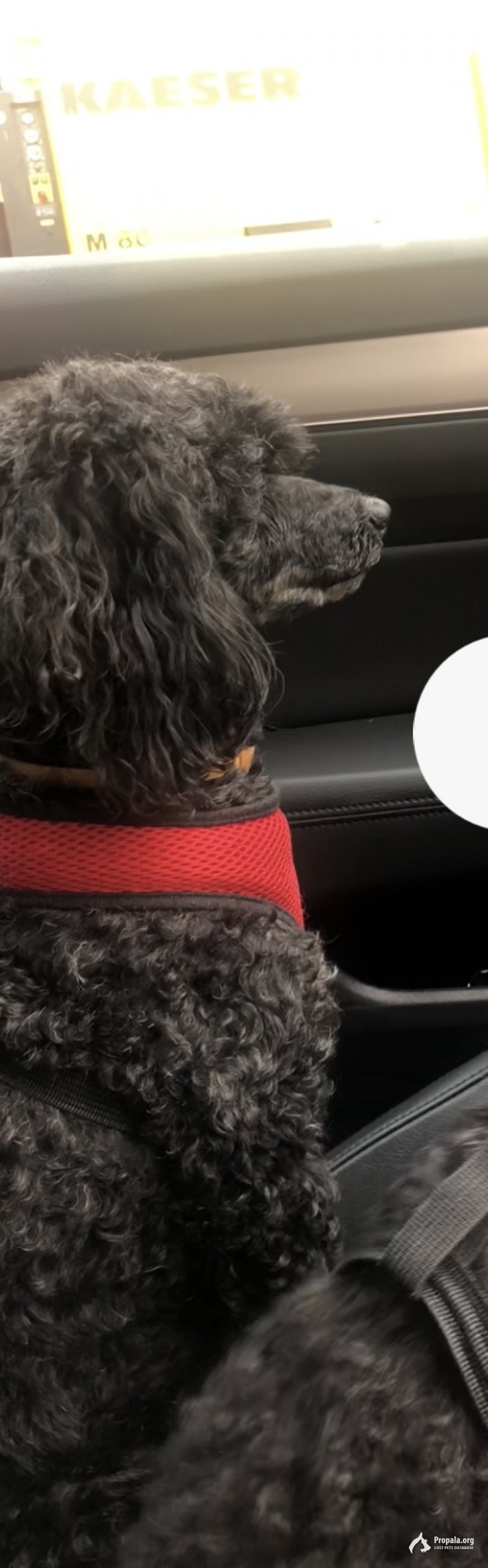Пропала собака - пудель