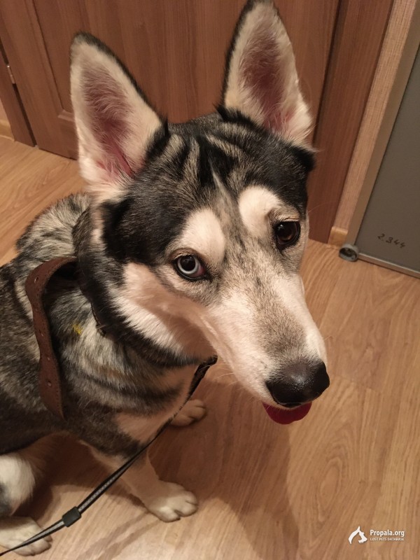 Найдена собака Москва м. Щелковская