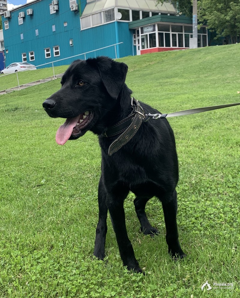 Найден лабрик