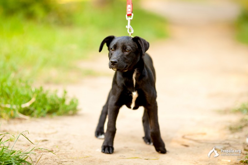 Ищем дом для Очаровашки!