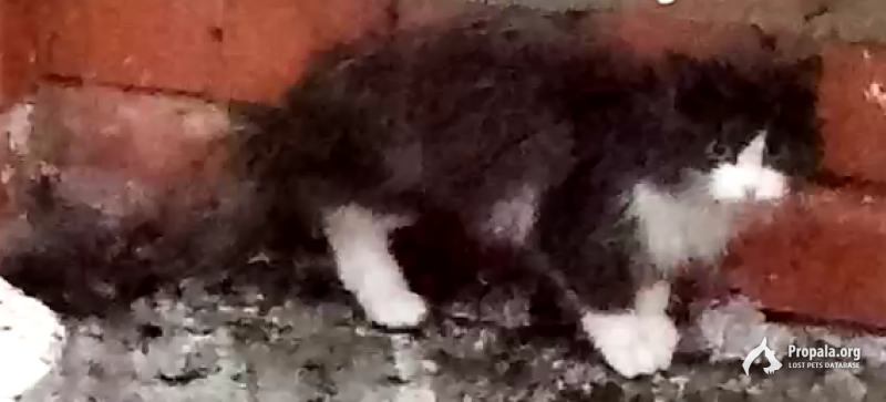 Замечен(а) кот(кошка), Тюмень, Ленина 6