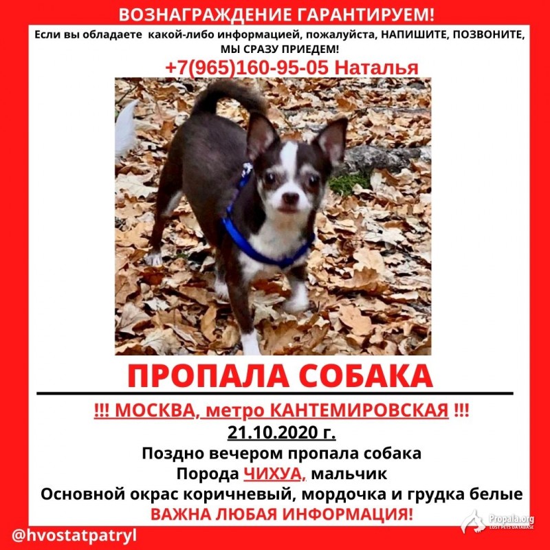 Пропал пёс Жора