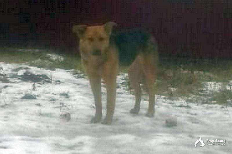 ЗАМЕЧЕН ПЕС ДОМОДЕДОВСКИЙ ОКРУГ