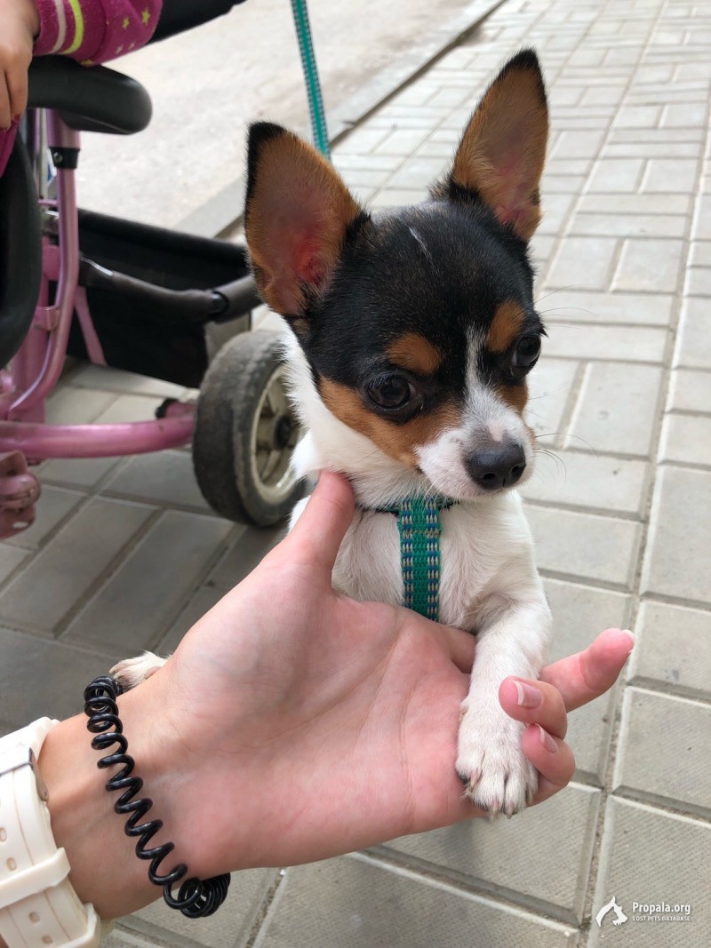 Пропала собака