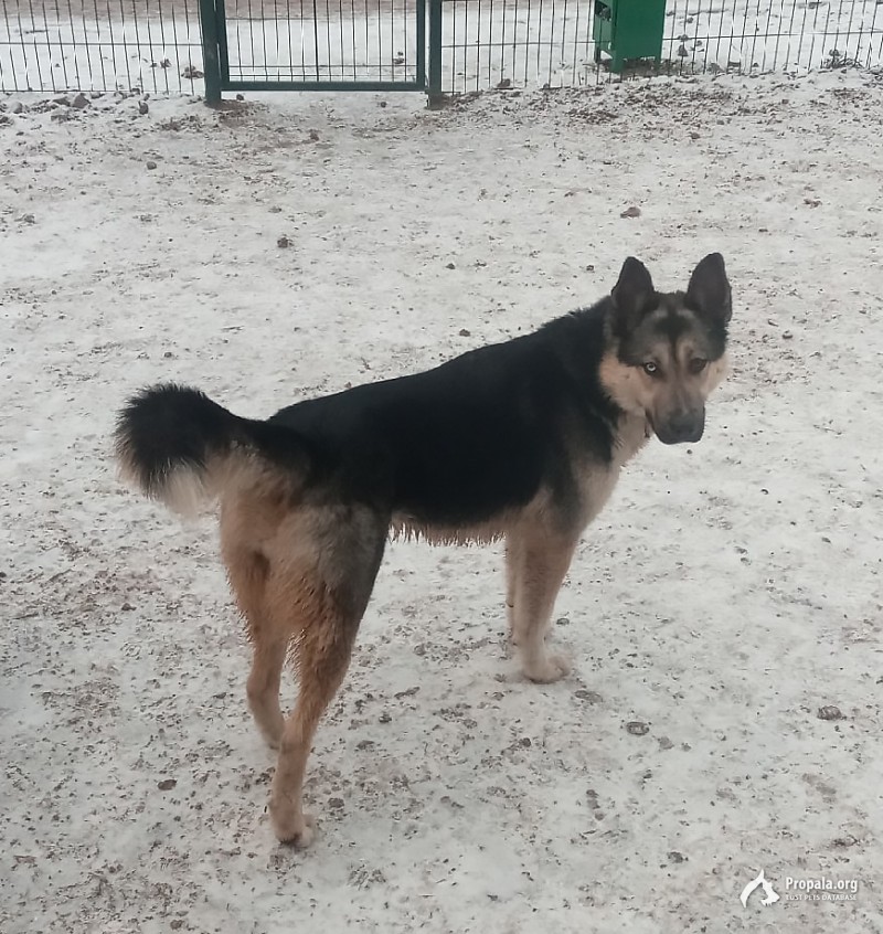 Найдена собака!