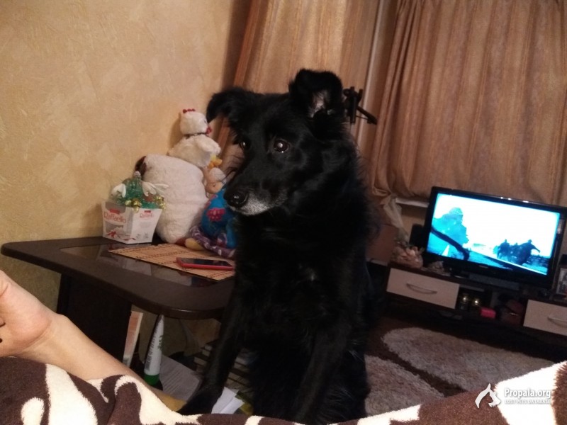 Потерялся пёс. Макс.