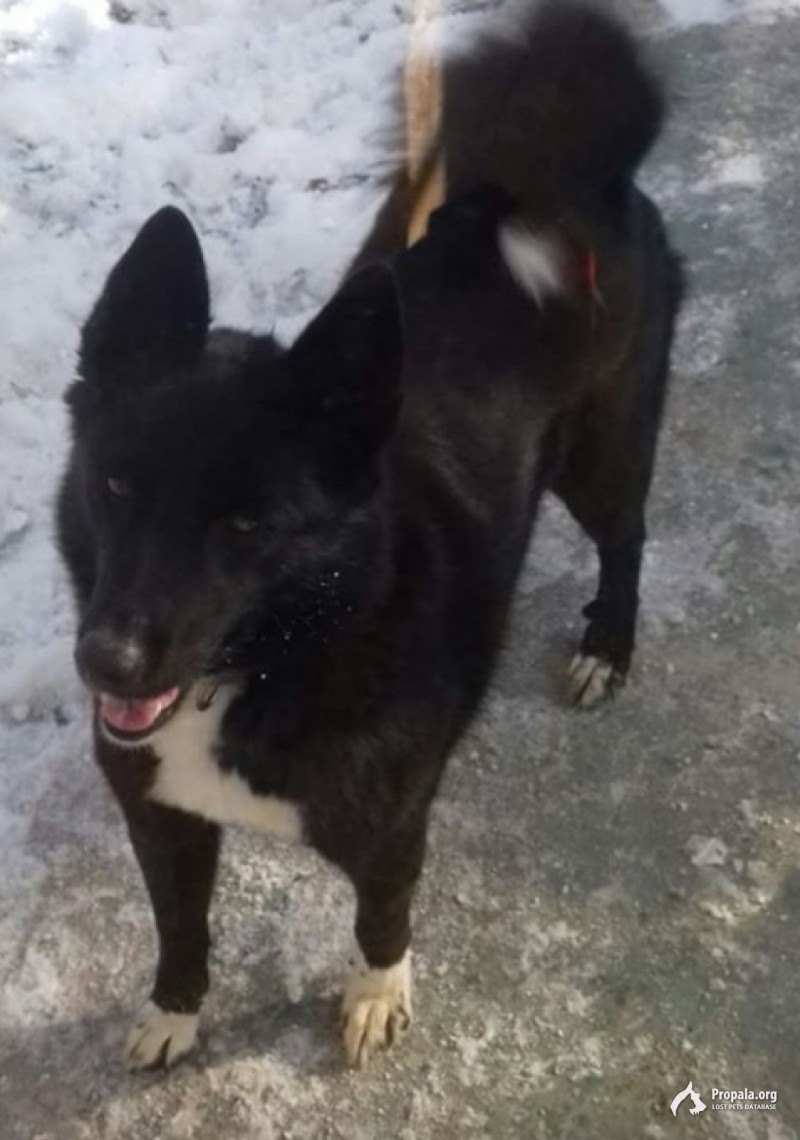 Пропала собака