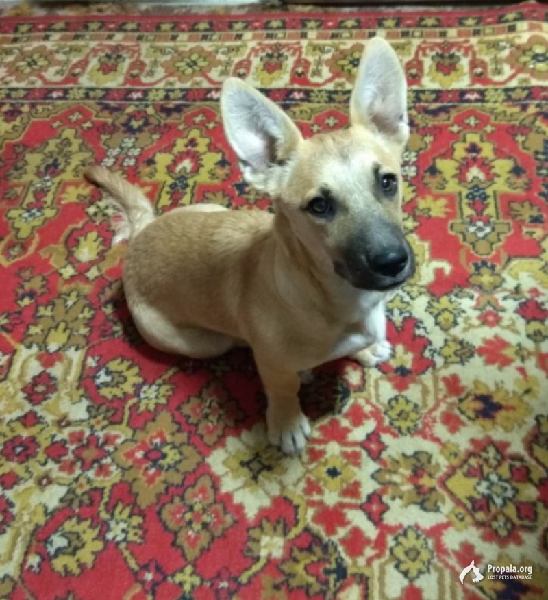 Внимание, пропала собака!