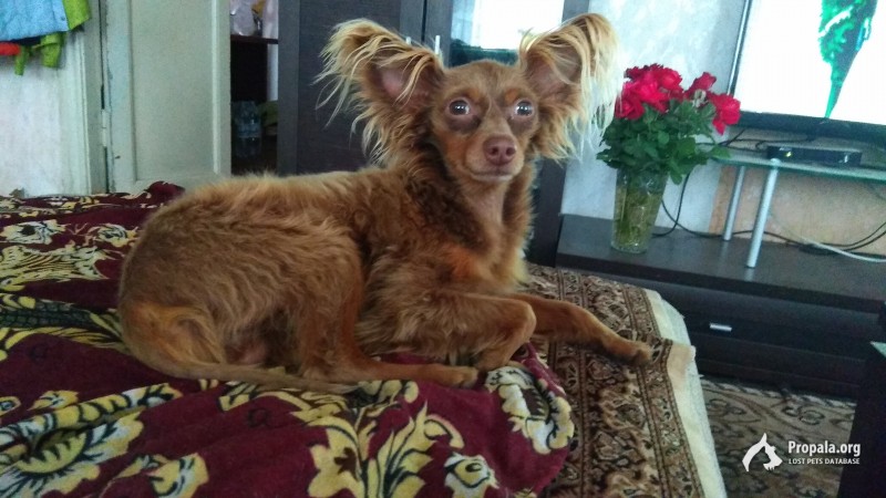 Найден на трассе той терьер