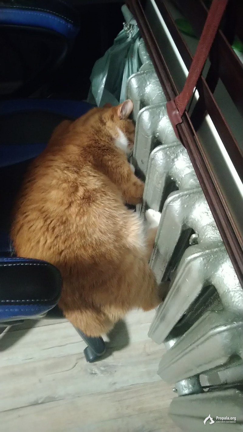 Из-за меня потерялся мой любимый кот