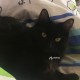 Пропала черная кошка с пушистым хвостом