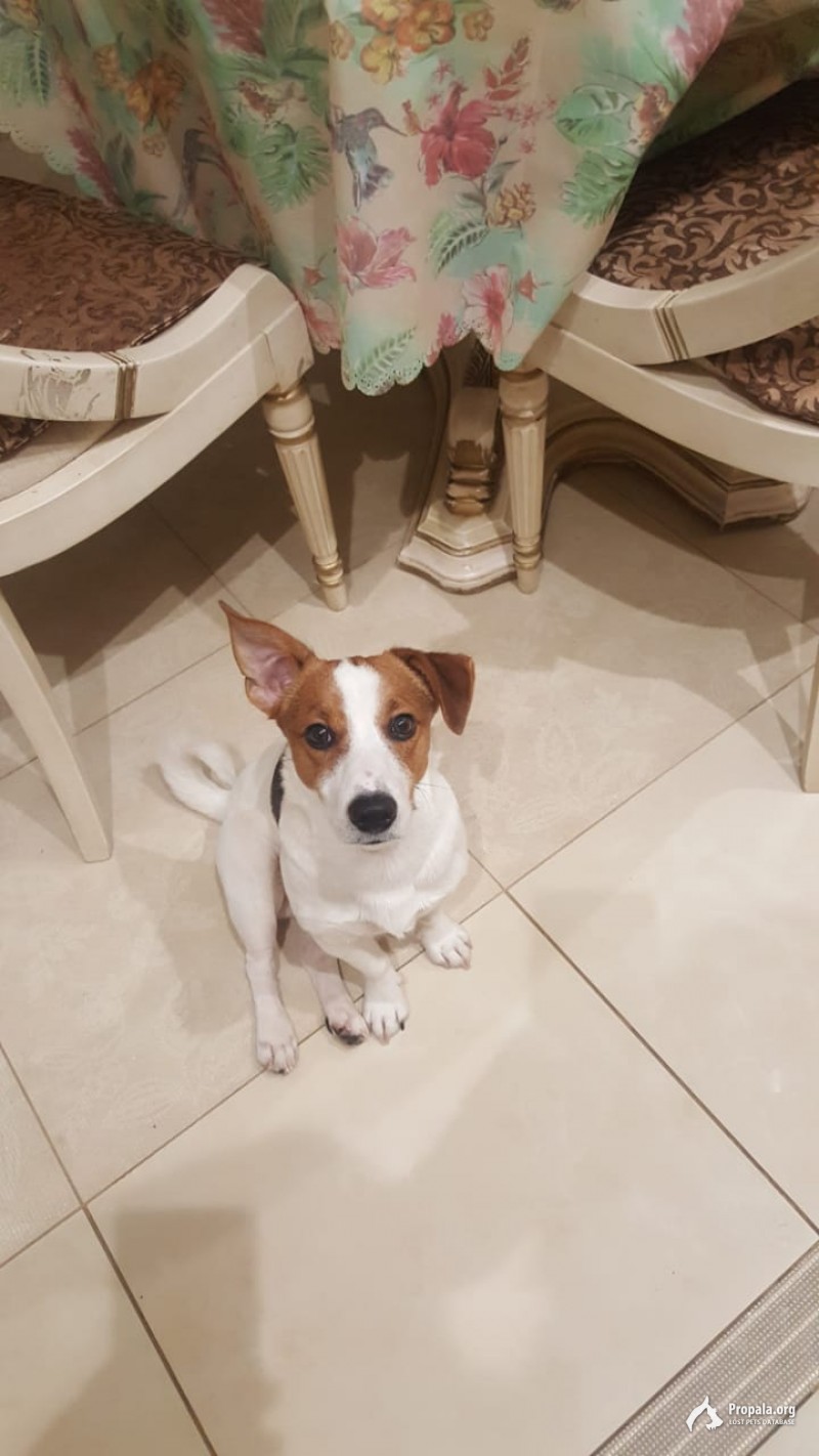 Пропала собака