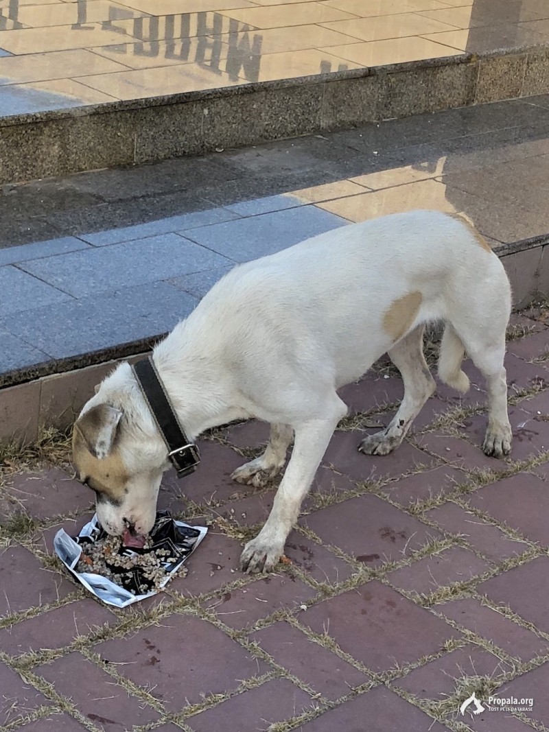 Потеряшка, девочка