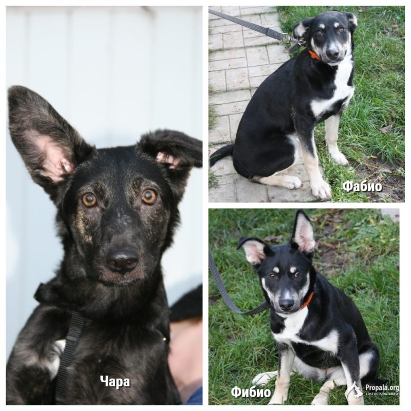 Прекрасные малыши в добрые руки