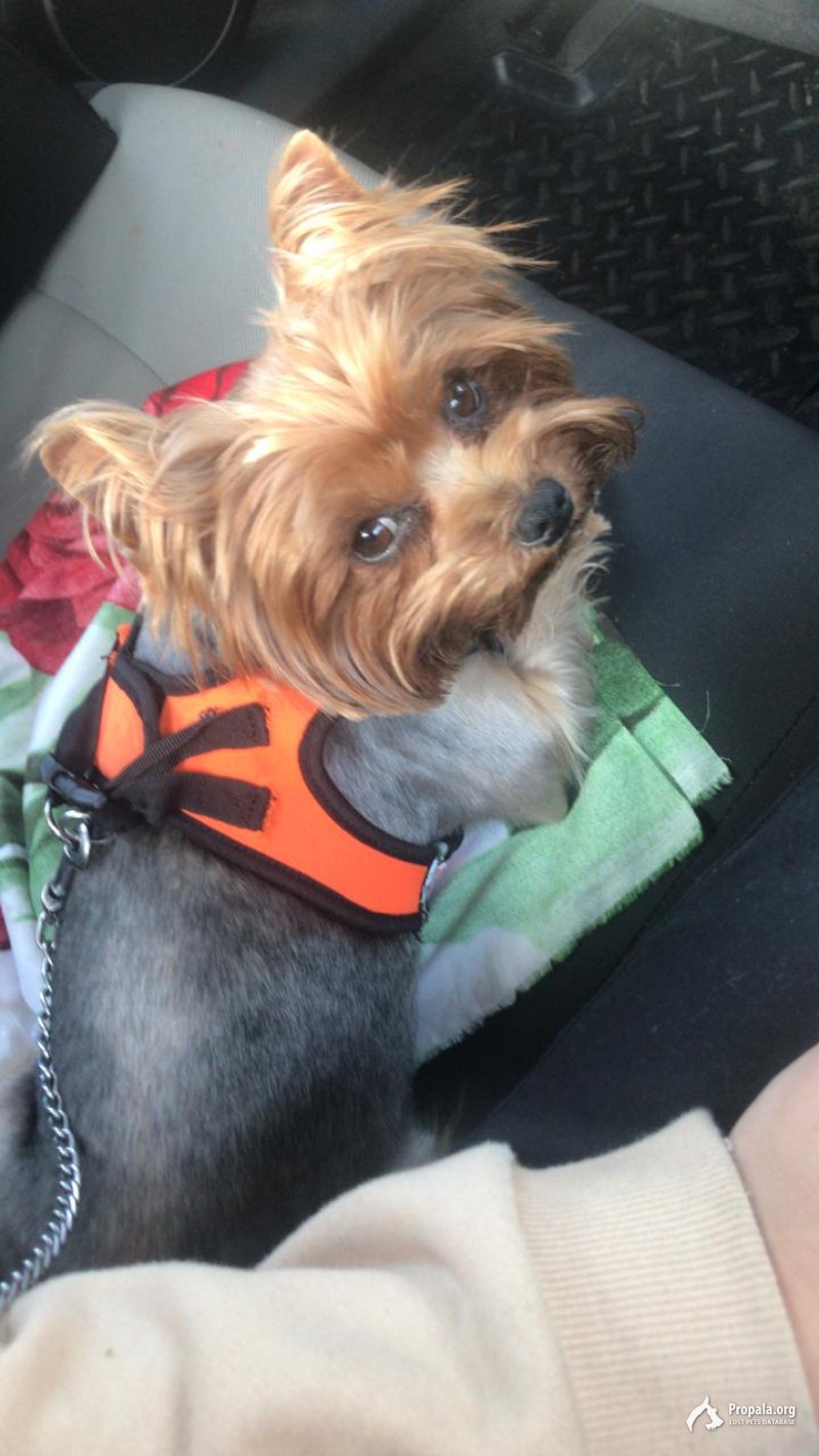 Пропал Йорк