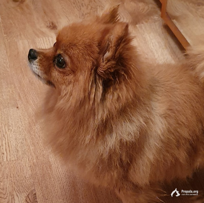 НАЙДЕН ШПИЦ ДЕВОЧКА, ПАВЛОВСКИЙ ПОСАД, СТЕПУРИНО