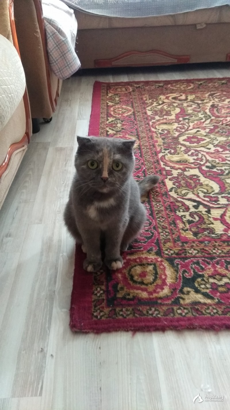 Отдам в добрые руки