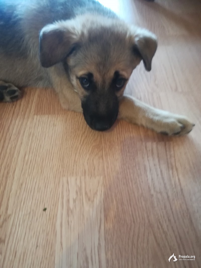 Отдам в дом в хорошие руки