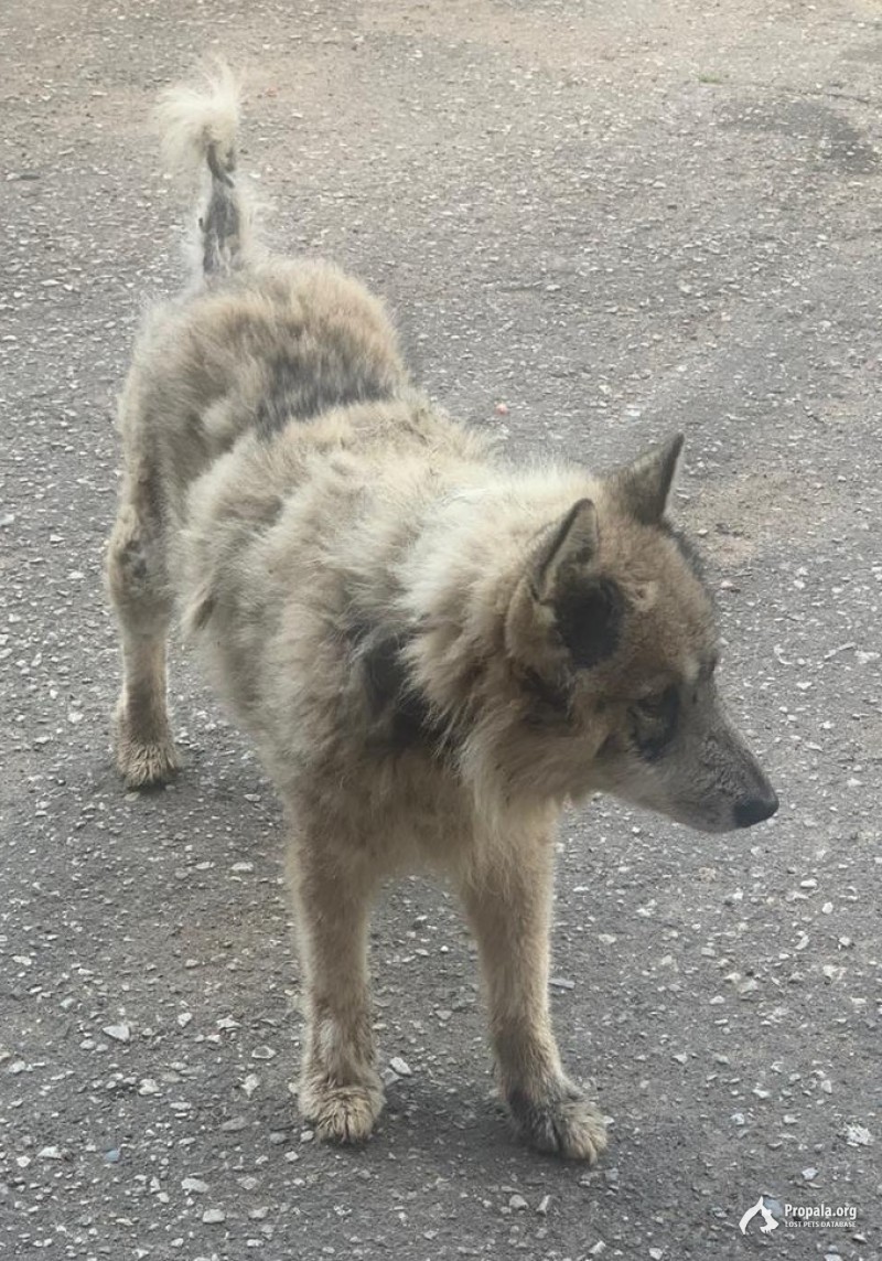 Найден кобель, шрам - под правым глазом.