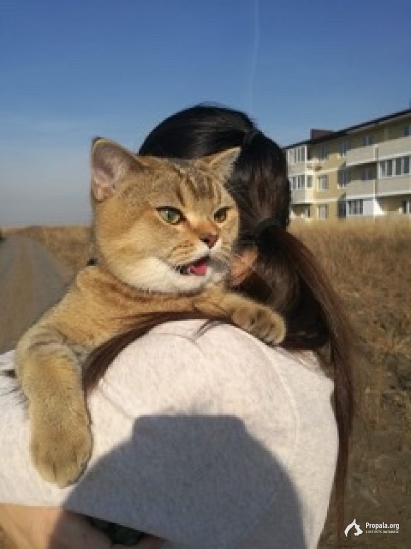 Пропал котик