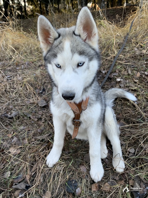 Пропала собака