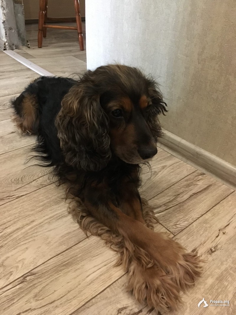 ПРОПАЛА СОБАКА!