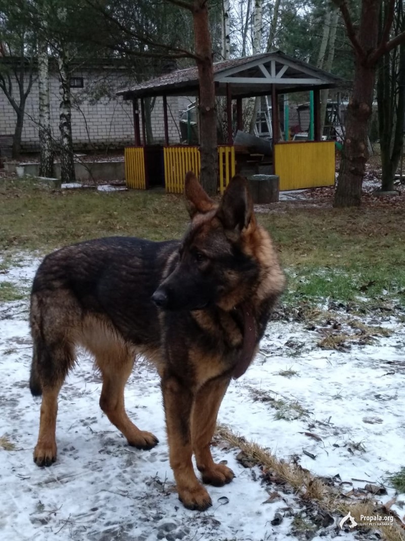 Пропала собака!!!