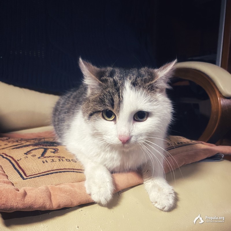 Найден кот Королев