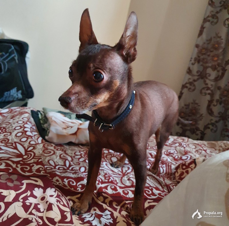 Потерялся той-терьер!